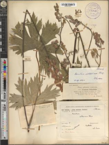 Aconitum moldavicum Hacq.