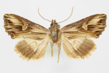 Actinotia polyodon