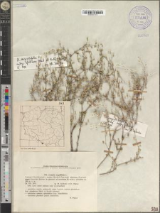 Arenaria serpyllifolia L. subsp. glutinosa (Mert. et Koch) Arcang. & subsp. serpyllifolia