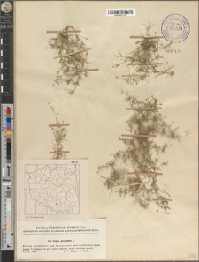 Sagina procumbens L.