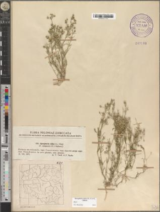 Spergularia rubra (L.) J. et C. Presl