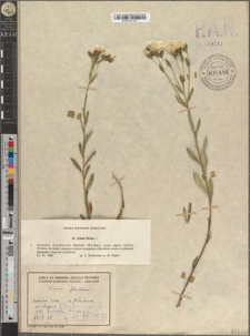 Linum flavum L.