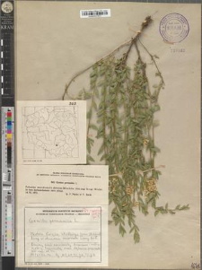 Genista germanica L.