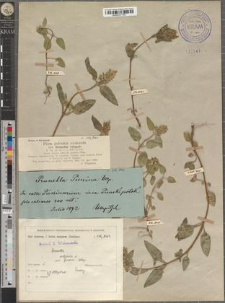 Brunella vulgaris L. fo. floribus albis