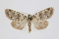 Bryophila demestica