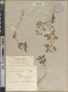 Brunella vulgaris L. fo. floribus albis