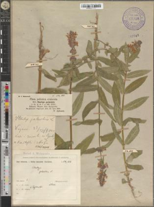 Stachys palustris L.
