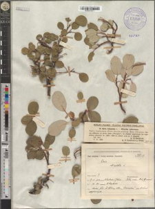 Salix re[t]iculata L.