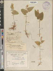 Majanthemum convallaria Wigg.