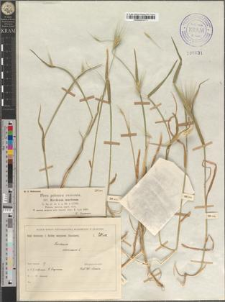 Hordeum murinum L.