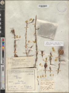 Larix decidua Mill. subsp. polonica (Racib. ex Wóycicki) Domin