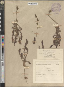 Odontites rubra Gilib. var. vulgaris Mönch.