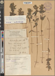 Rhinanthus serotinus (Schönh.) Oborný var. major (Ehrh.) Janch. ex Mizianty