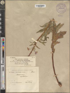 Chamaenerium angustifolium Scop.