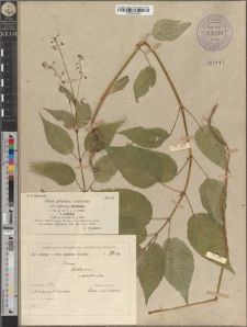 Circaea lutetiana L. var. ovatifolia Lasch