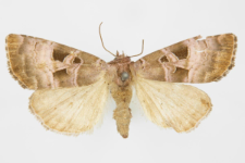 Callopistria latreillei