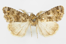 Callopistria latreillei