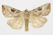 Callopistria virgo