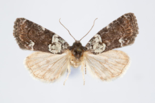 Bryophila ereptricula