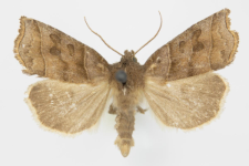 Ipimorpha retusa