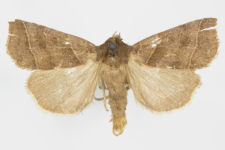 Ipimorpha retusa