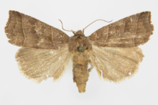 Ipimorpha retusa