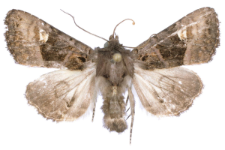 Euplexia luciparia