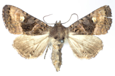 Euplexia luciparia