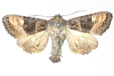 Euplexia luciparia