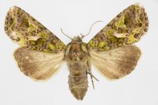 Trachea atriplicis
