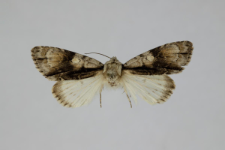 Acronicta alni