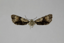 Acronicta alni