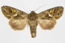 Trachea atriplicis