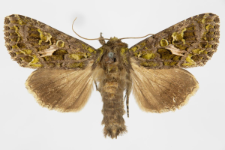 Trachea atriplicis