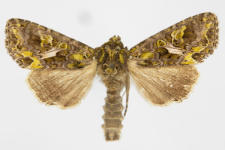 Trachea atriplicis