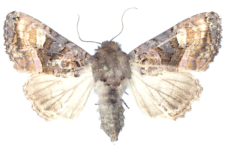 Euplexia luciparia