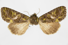 Trachea atriplicis