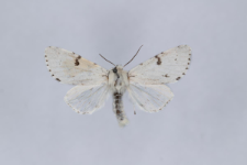 Acronicta leporina