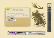 Oxyrrhynchium rusciforme (Necker) Warnstorf