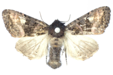 Euplexia luciparia