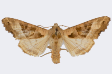 Phlogophora meticulosa