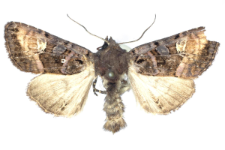 Euplexia luciparia