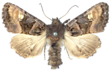 Euplexia luciparia
