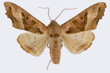 Phlogophora meticulosa