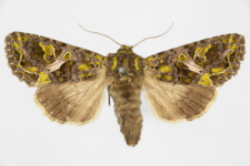 Trachea atriplicis