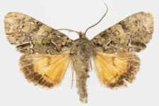 Polyphaenis sericata