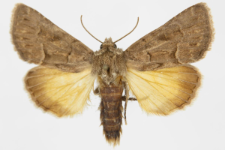 Thalpophila matura