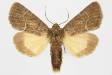 Thalpophila matura