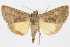 Thalpophila matura