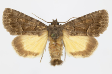 Thalpophila matura